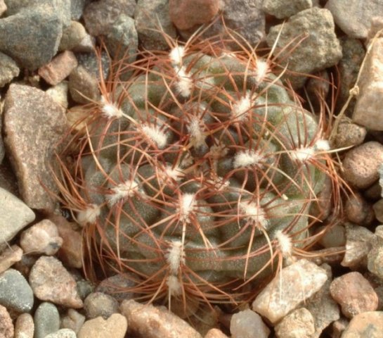 Gymnocalycium_mesopotamicum_1